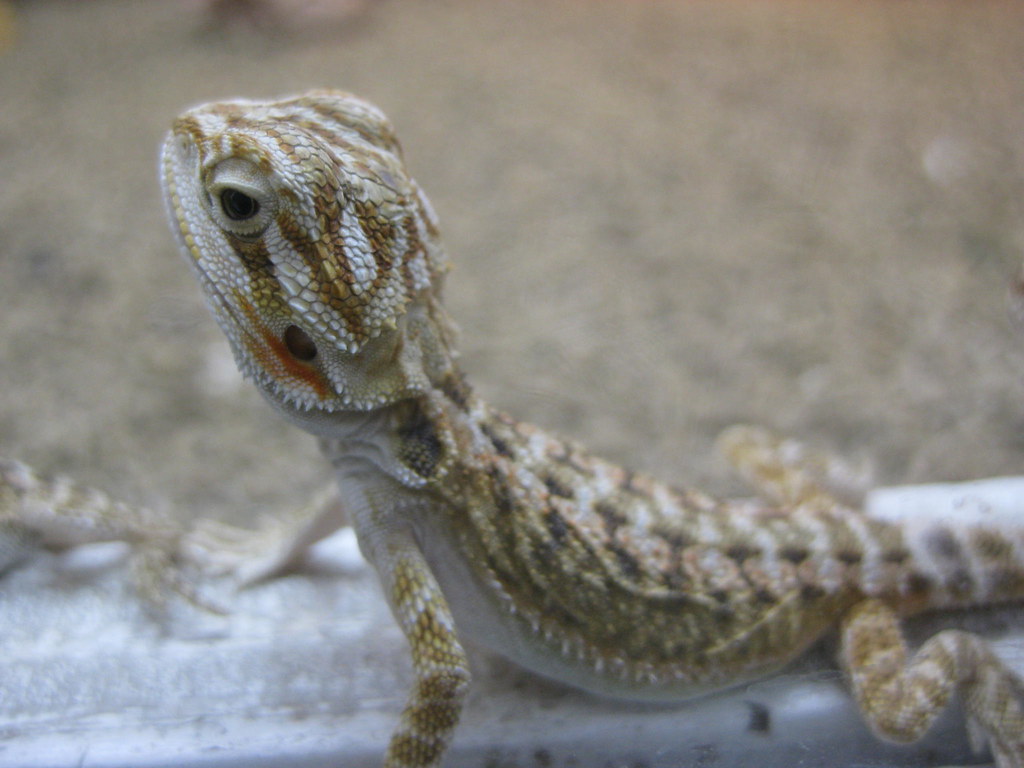 Baby Bearded Dragon