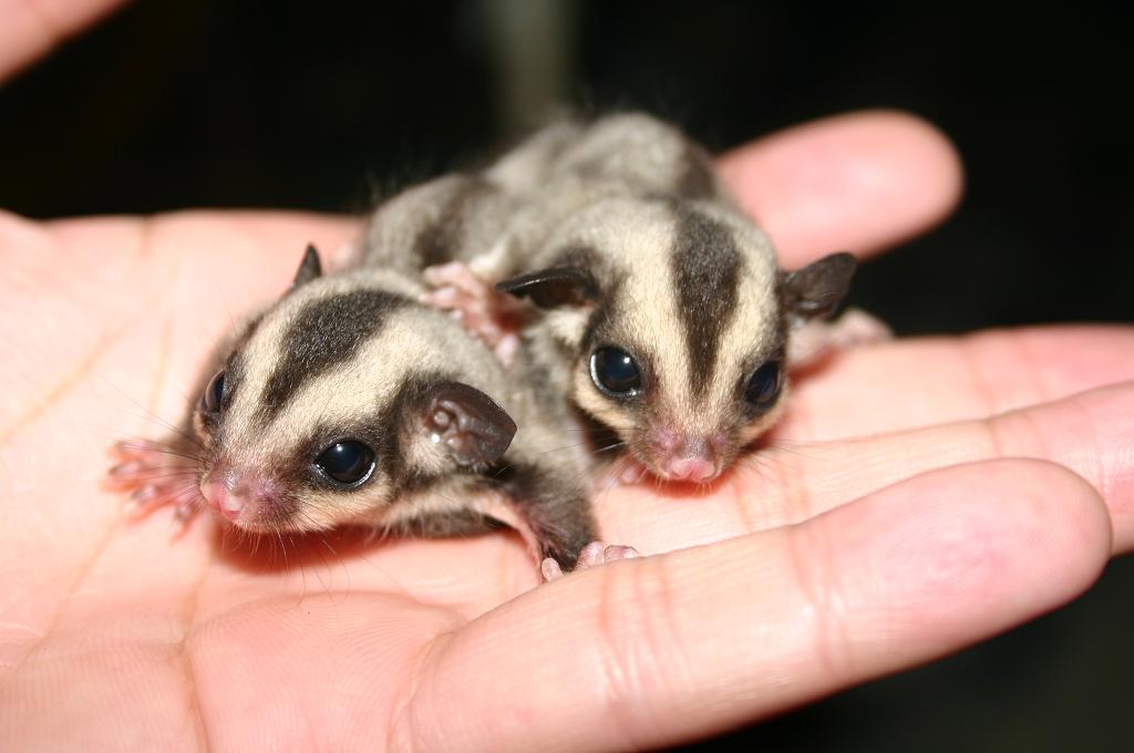 Two Baby Sugar Gliders in a hand