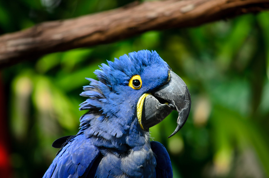 Hyacinth Macaw ruffling its feathers