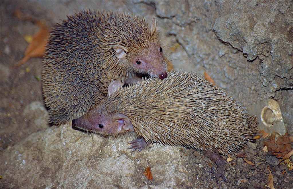 Tenrecs: Hedgehog-Like Mammals from Madagascar