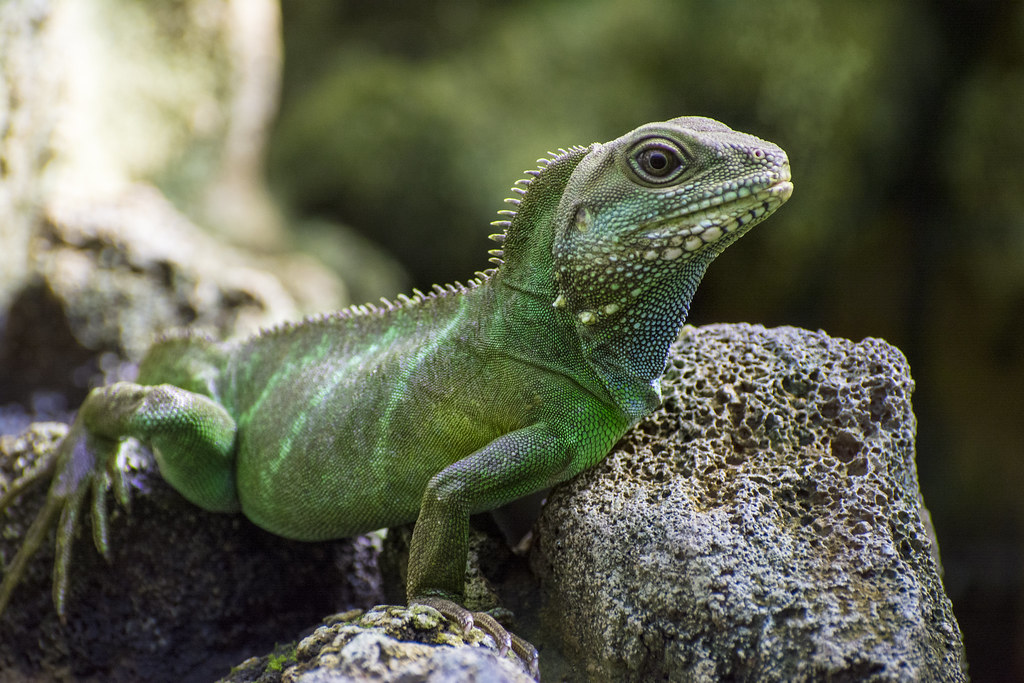 Chinese Water Dragons: Emerald Beauty