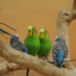 Budgerigars (Budgies)