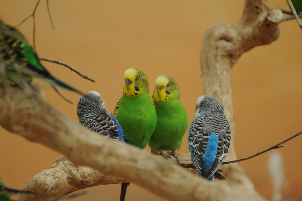 Budgerigars (Budgies)