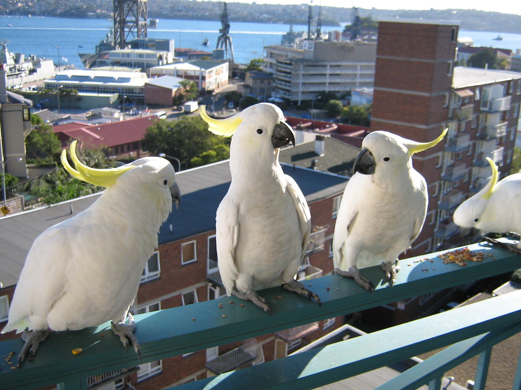 Cockatoos