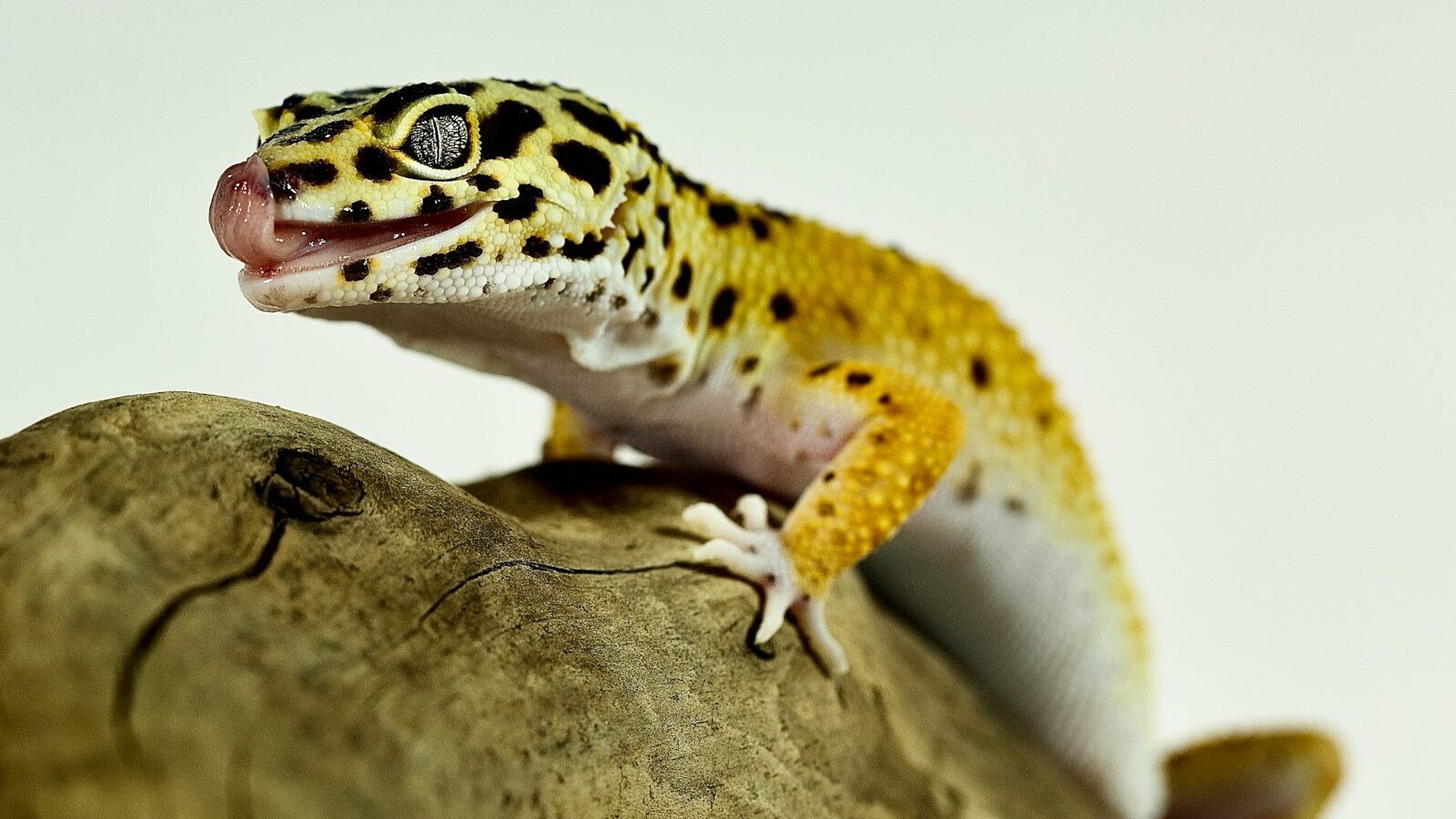 a leopard gecko sitting on top of a tree branch