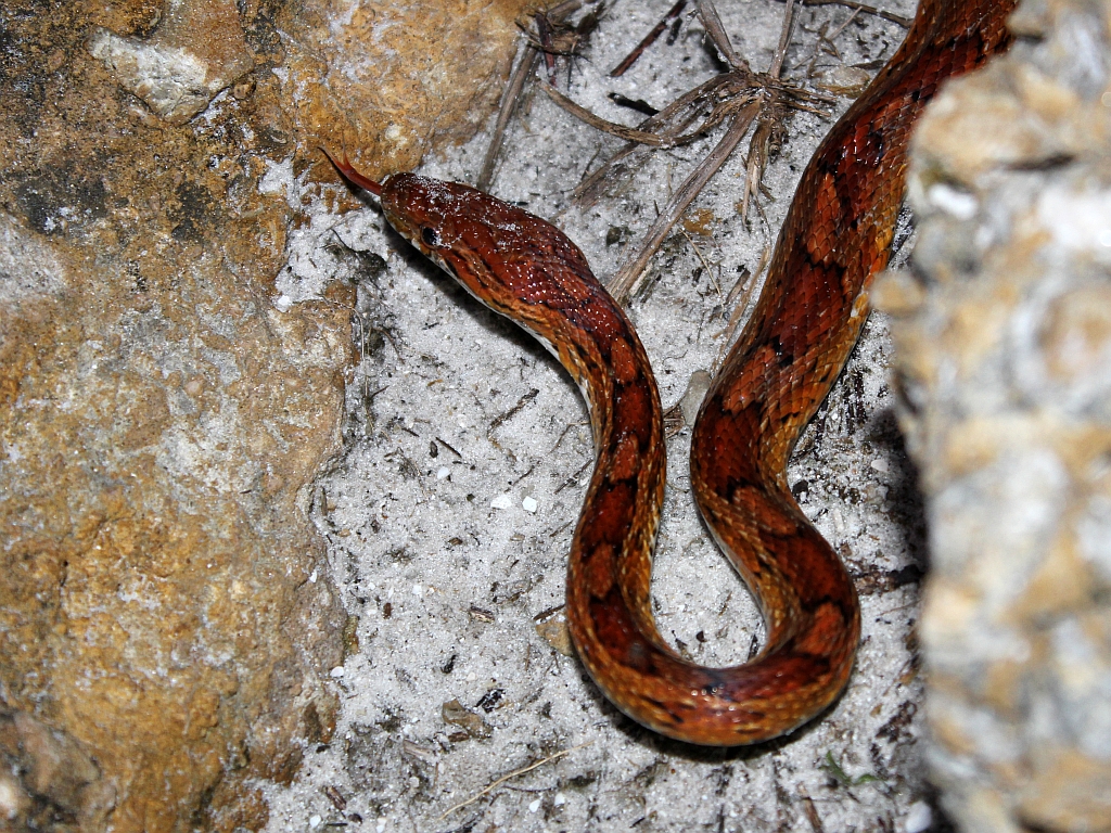 Myth 4: Corn Snakes Need Live Prey