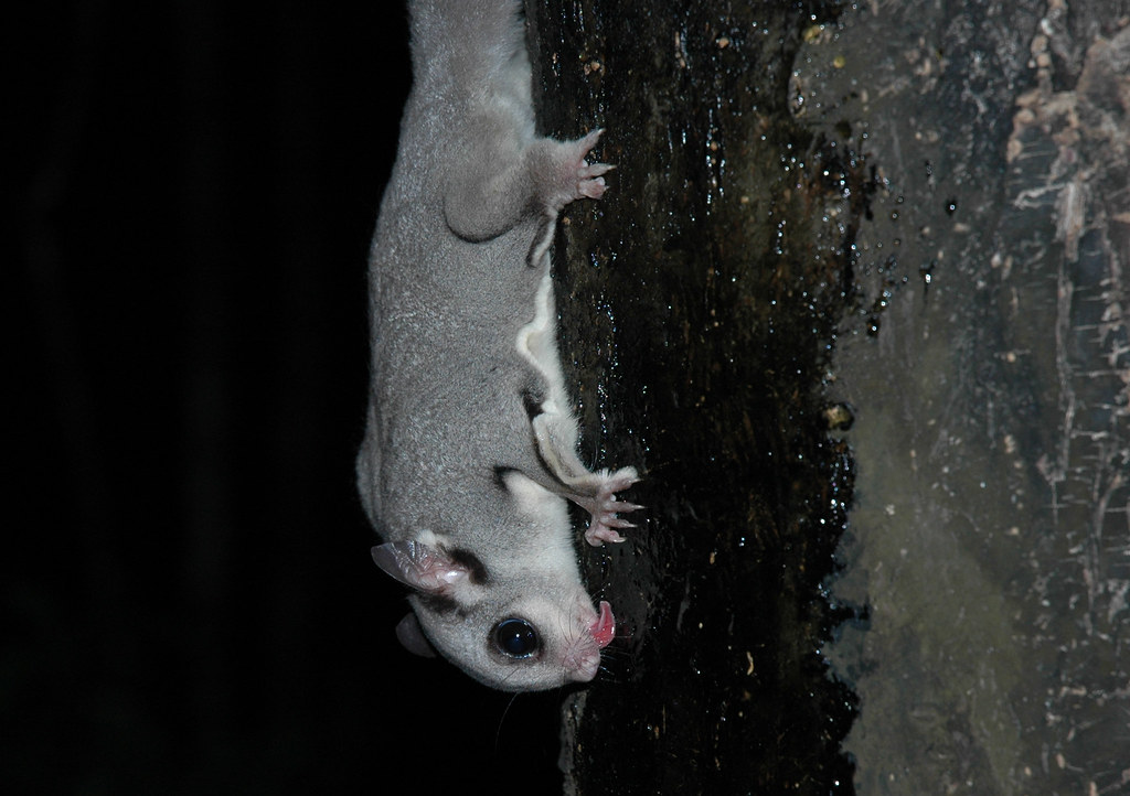 Sugar glider upside down on a tree