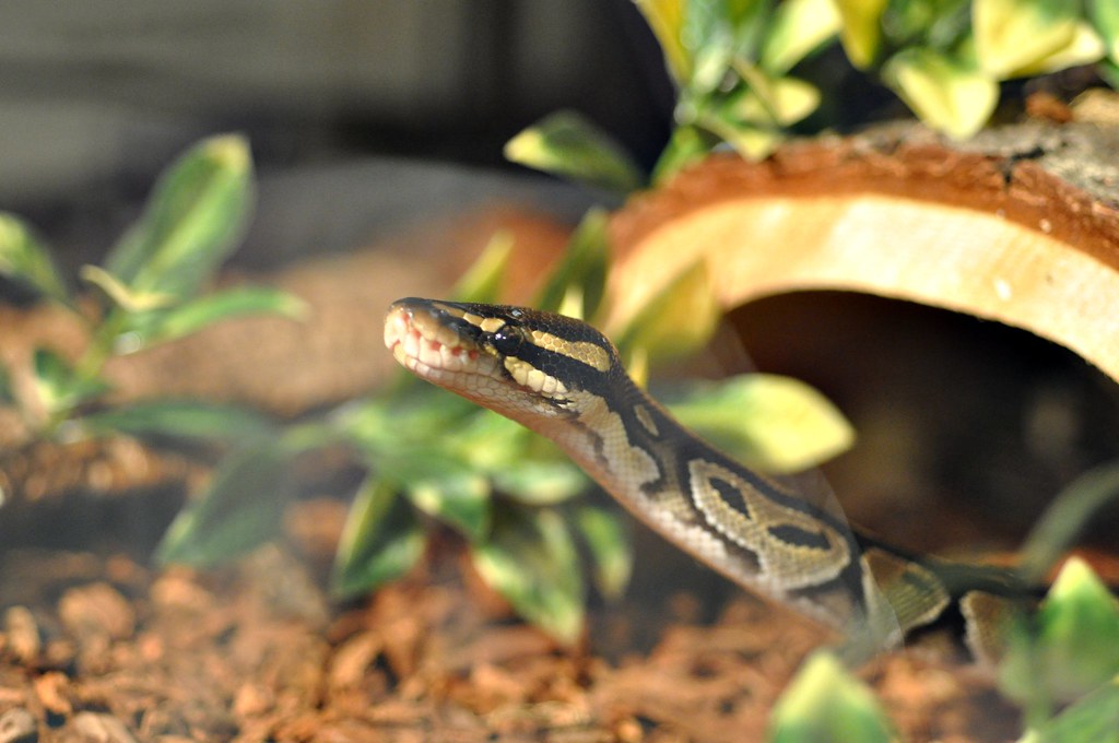 ball python in it's hide