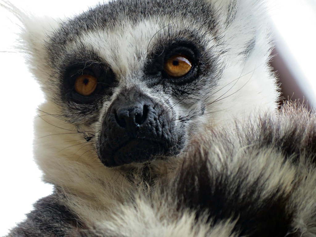a black and white lemur