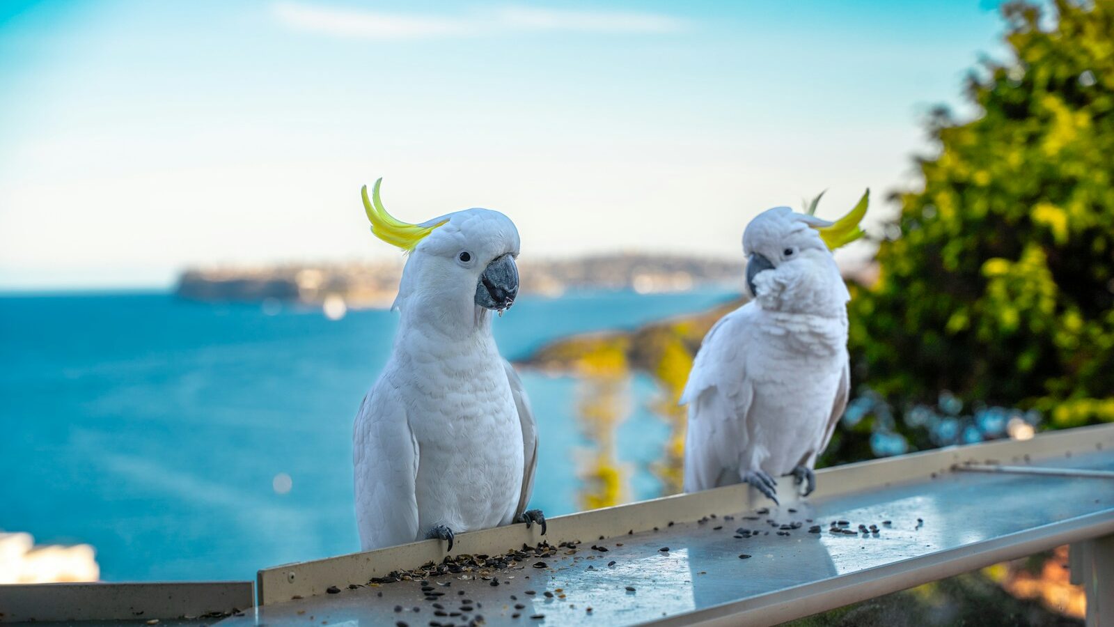 two white parrots are sitting on a ledge