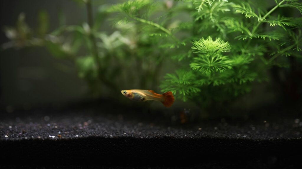 A small fish with a long, flowing tail, displaying bright red, blue, and yellow colors, swimming in a freshwater aquarium.