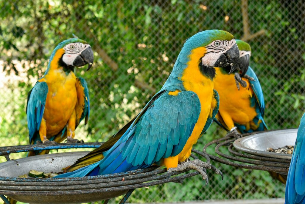 three blue-and-yellow Macaws