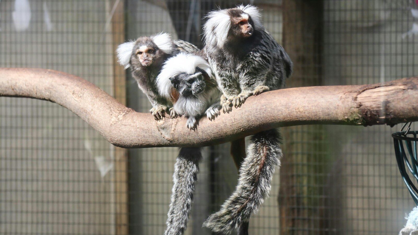 Marmosets on a brown wooden branch during daytime