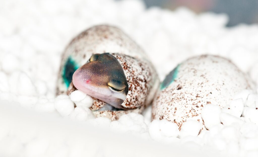 hatched leopard gecko on foam
