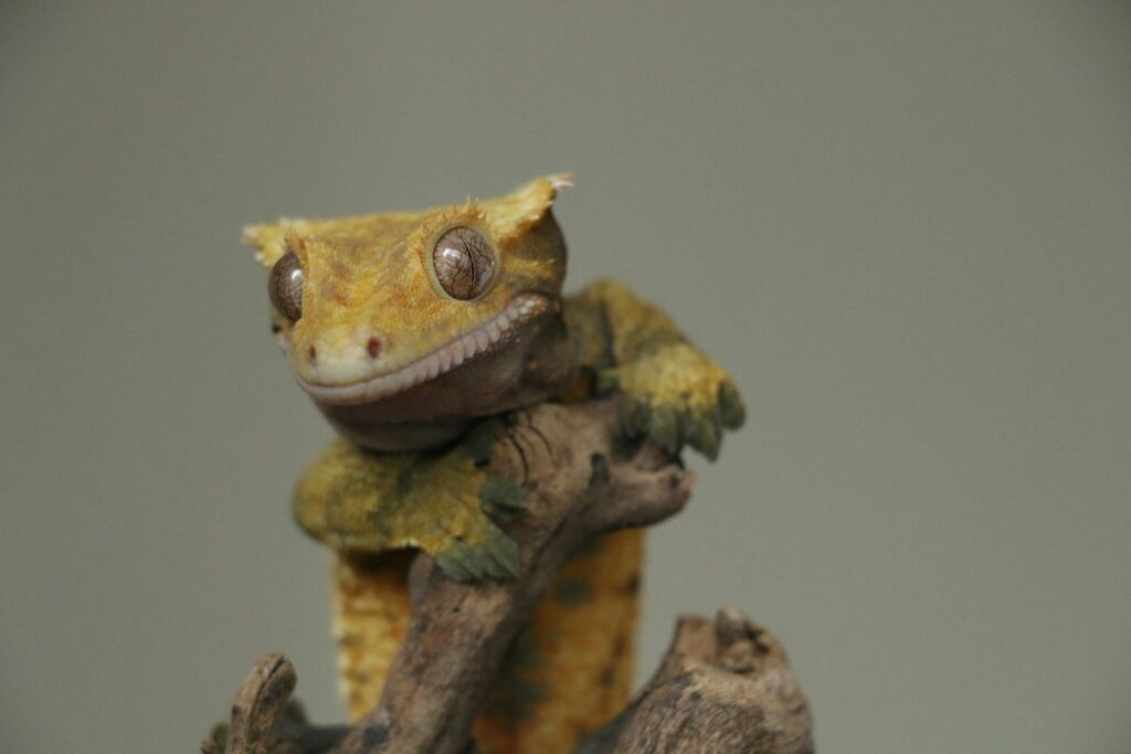 selective focus photo of beige crested gecko
