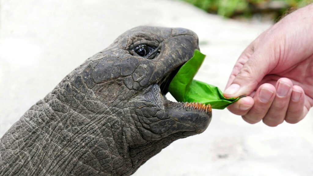 Close-up of a person feeding a gray tortoise during daytime.