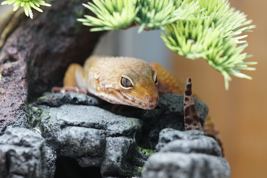 leopard gecko on top of artificial rocks