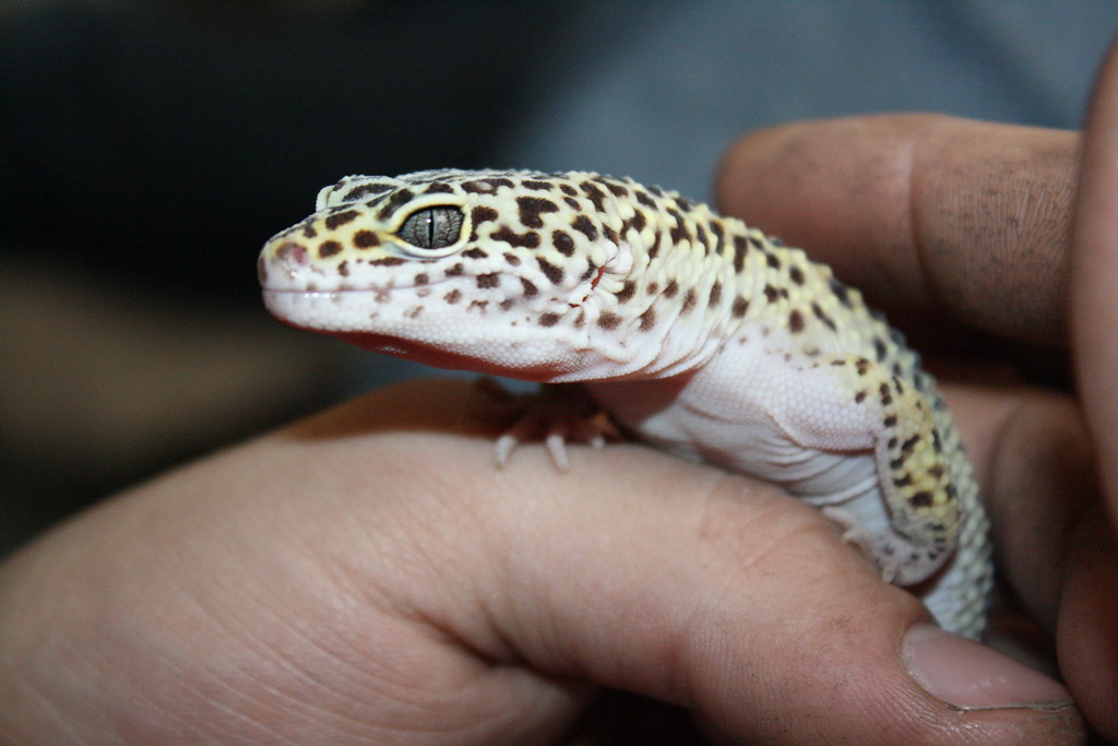 leopard gecko being held