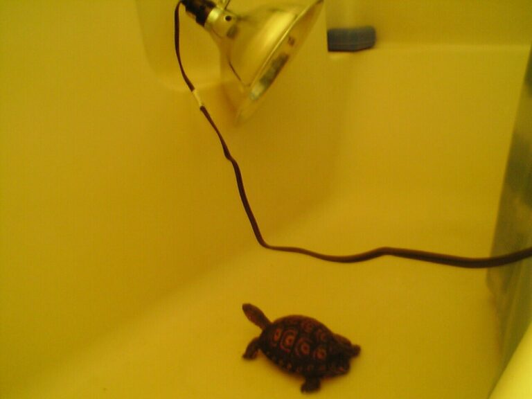 View of The Safest Heating Methods for Reptile Enclosures