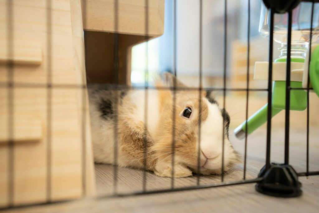 a rabbit in a cage