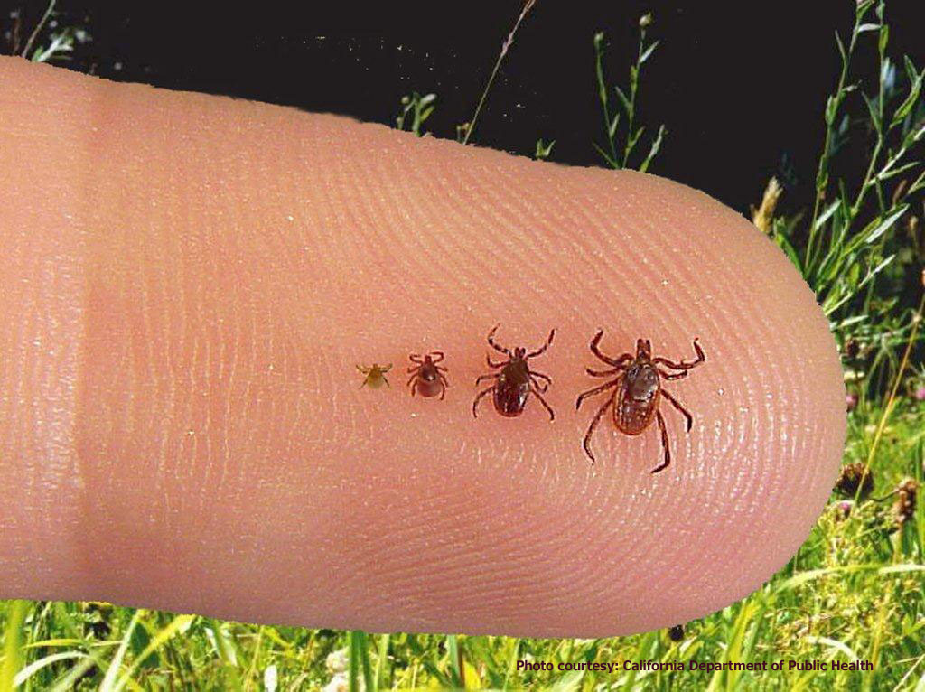 Monitoring for Parasite Infestations