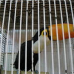 Yuen Po St. Bird garden, Kowloon
