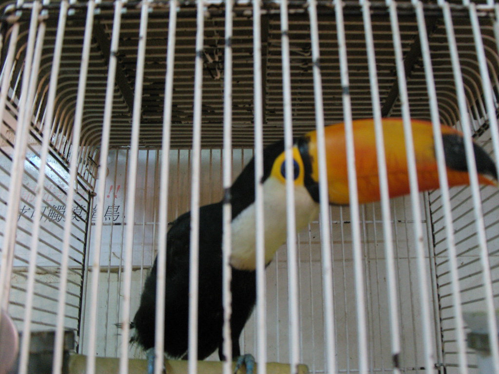 Conservation Organizations' Stance