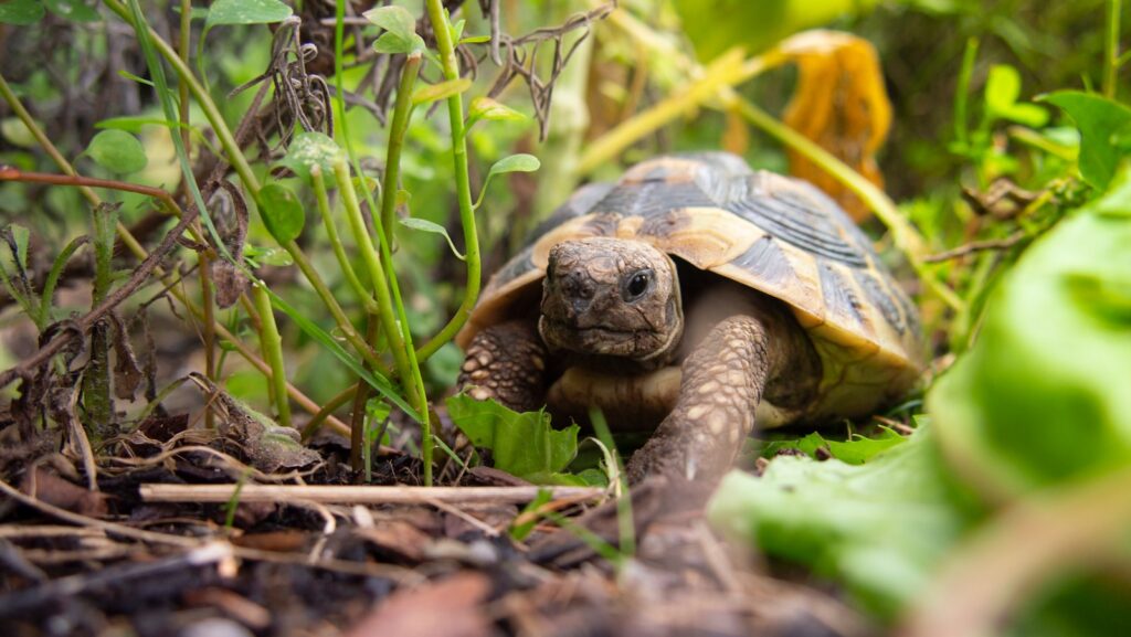 brown and black tortoise