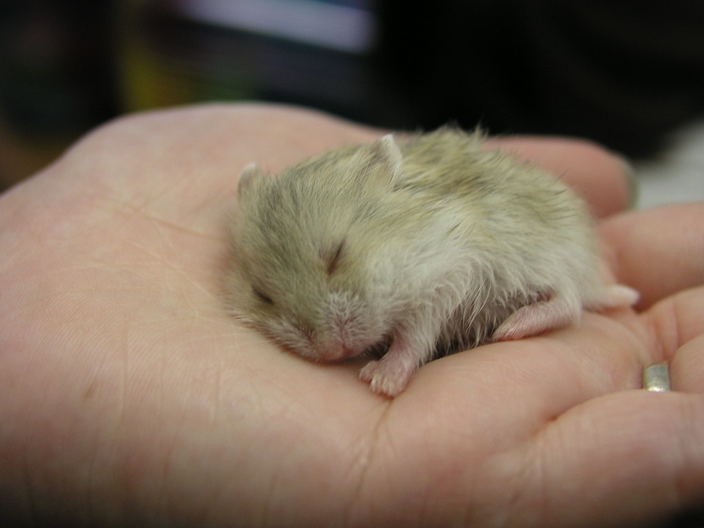 Ethical Considerations for Apartment Pet Keeping