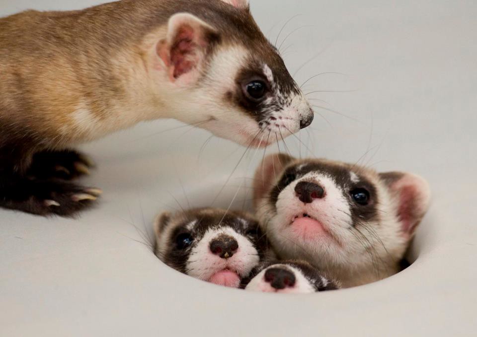 Mama Ferret Counts her Kits