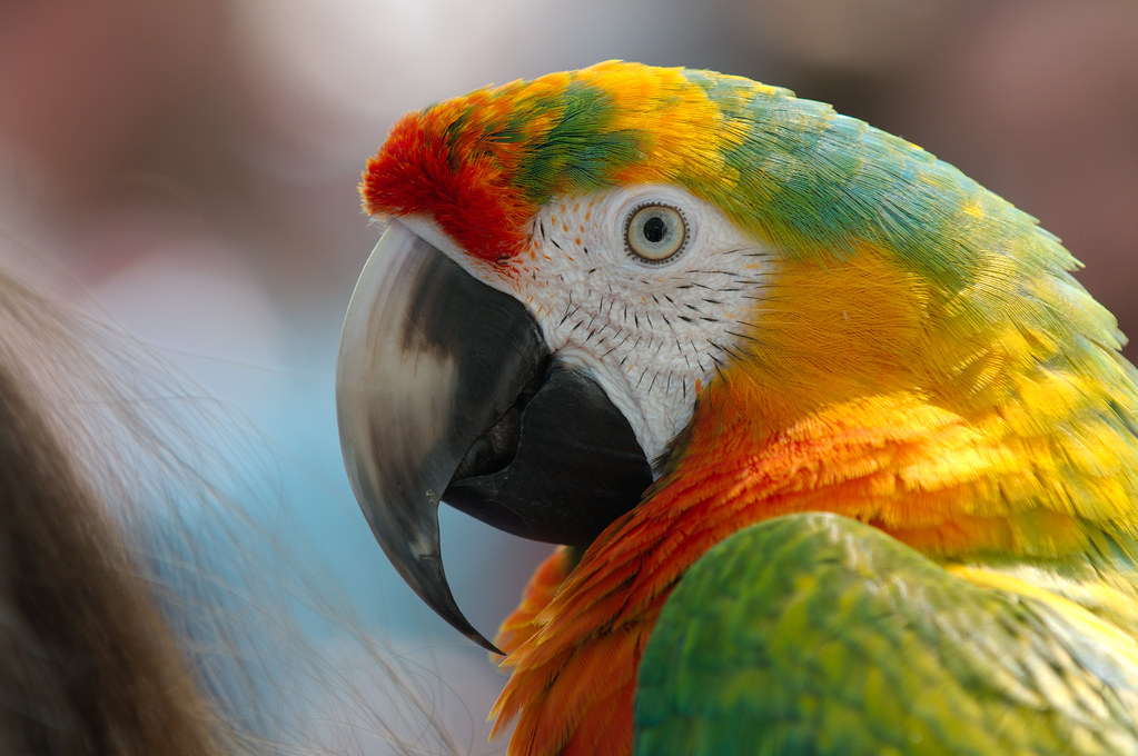 red greend and yellow closeup of a Parrot