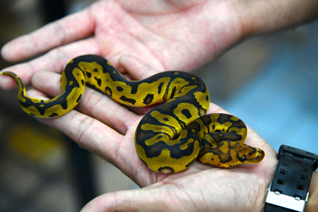 Professional Perspectives on Reptile Enrichment