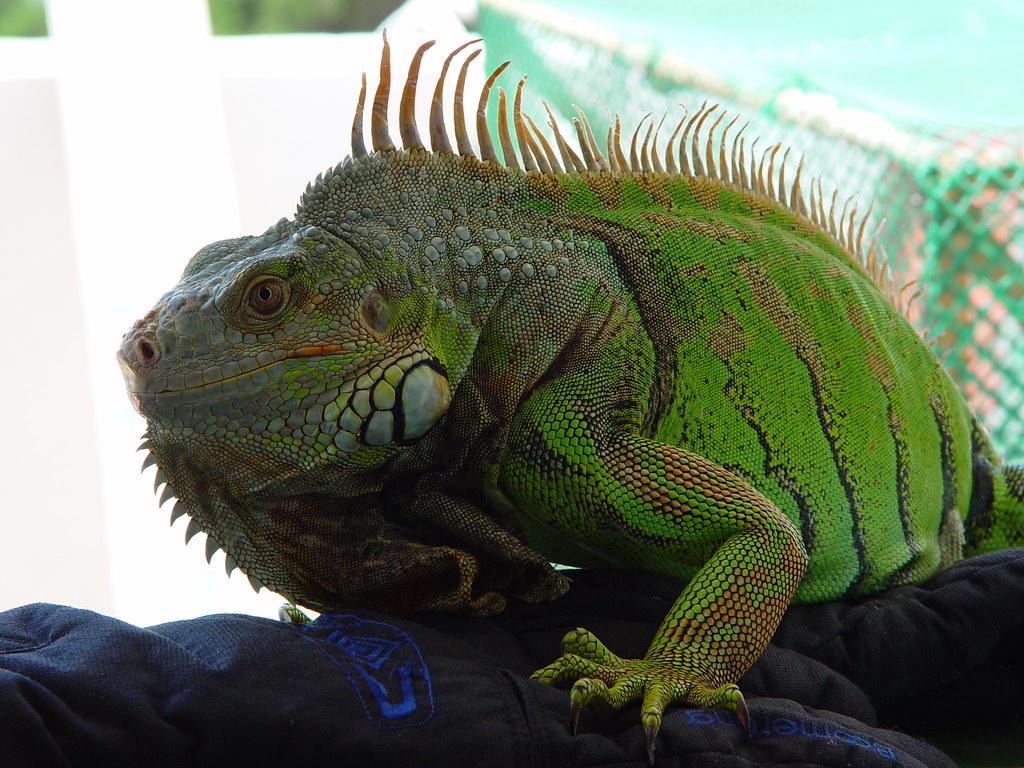Iguana on a wooden branch