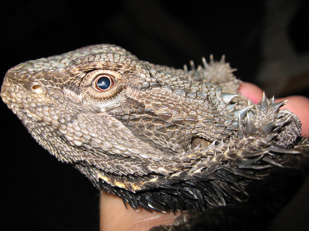 bearded dragon close up revealing its scales