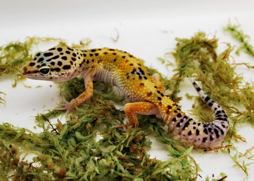 leopard gecko on some moss