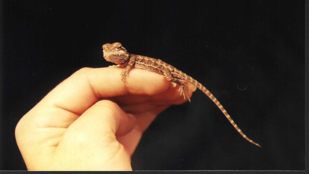 Signs Your Bearded Dragon Is Bonding With You