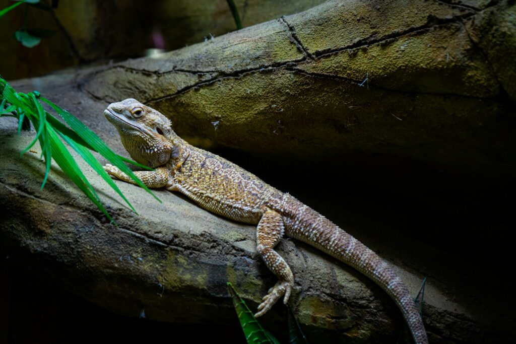 a lizard is sitting on a tree branch