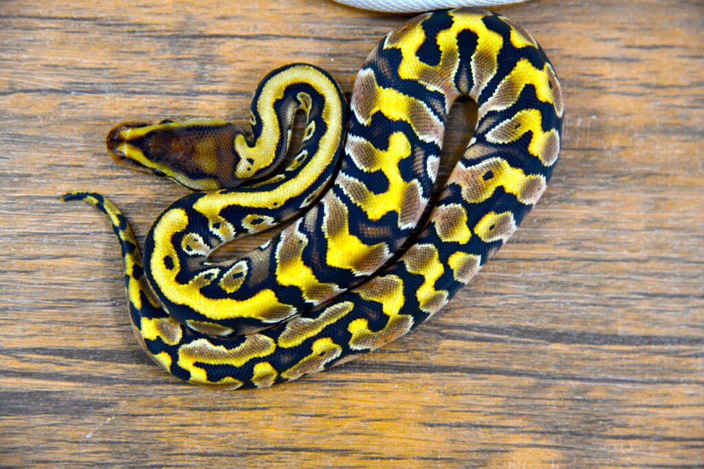 Ball Python on a wooden surface with yellow black and brown colorations