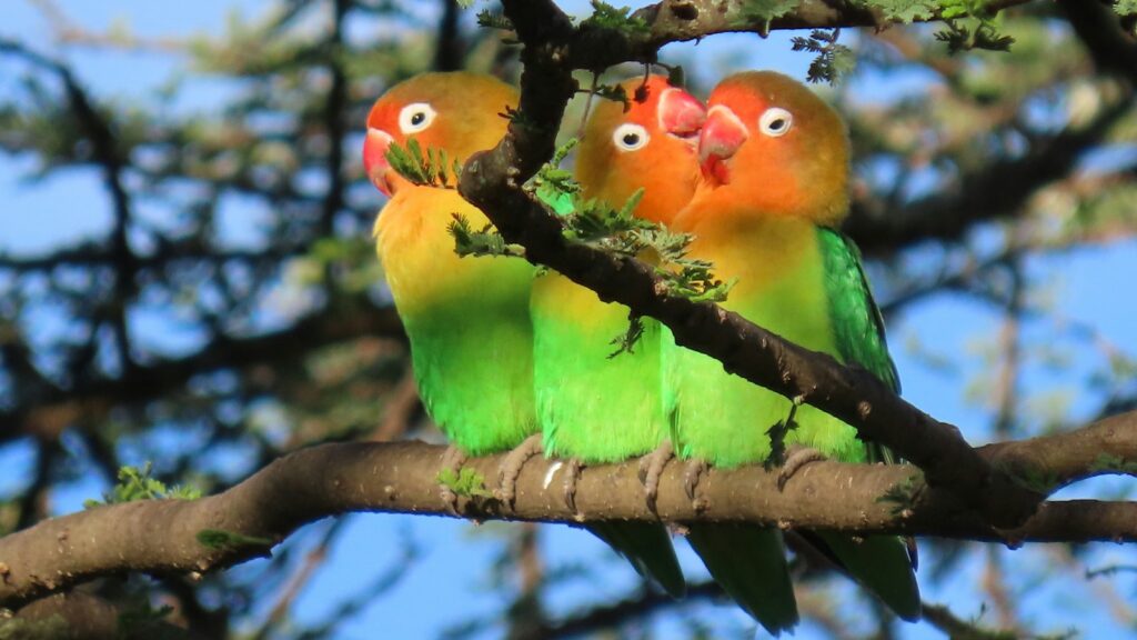 Three colorful lovebirds with orange heads, white eye-rings, and green bodies perched on a tree branch against a blue sky.