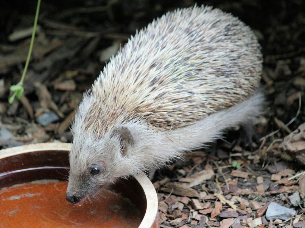 white hedgehog on brown soil