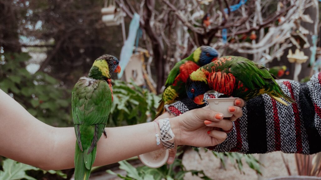 Multiple colorful Rainbow Lorikeets, reaching towards a cup held by a human, highlighting their stunning plumage.