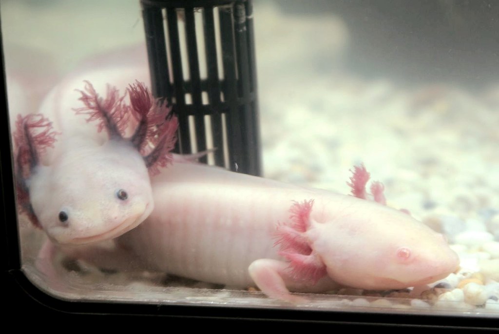 Lottie and Amber, Mexican axolotl