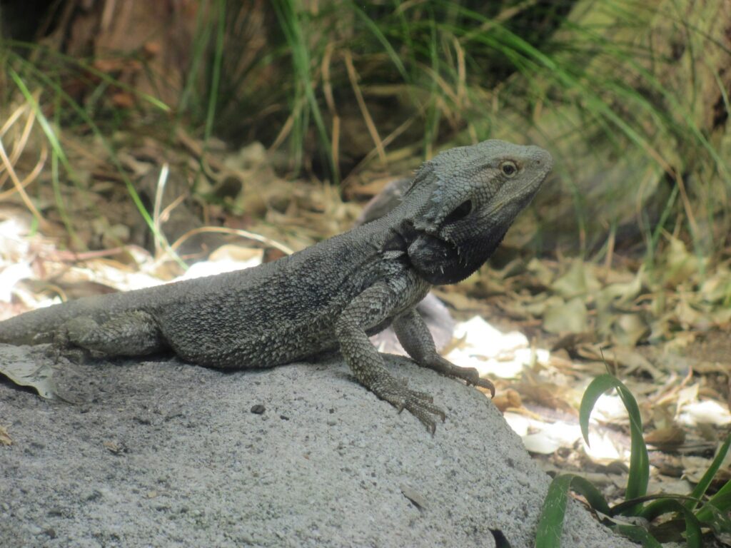 a lizard that is sitting on a rock