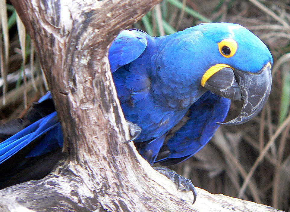 Hyacinth Macaw behind a branch
