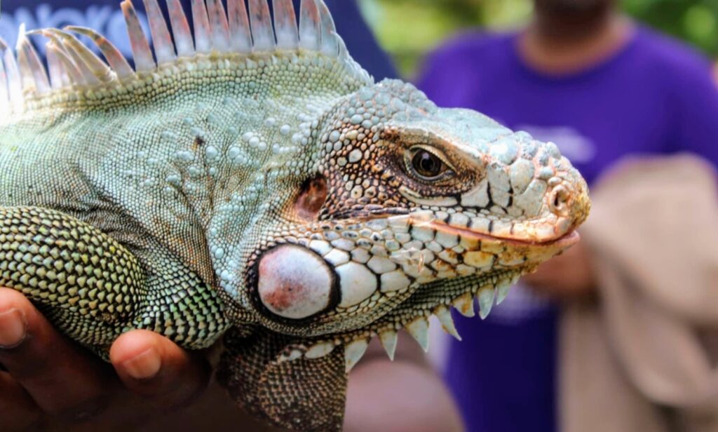 Signs of Positive Association in Captive Lizards