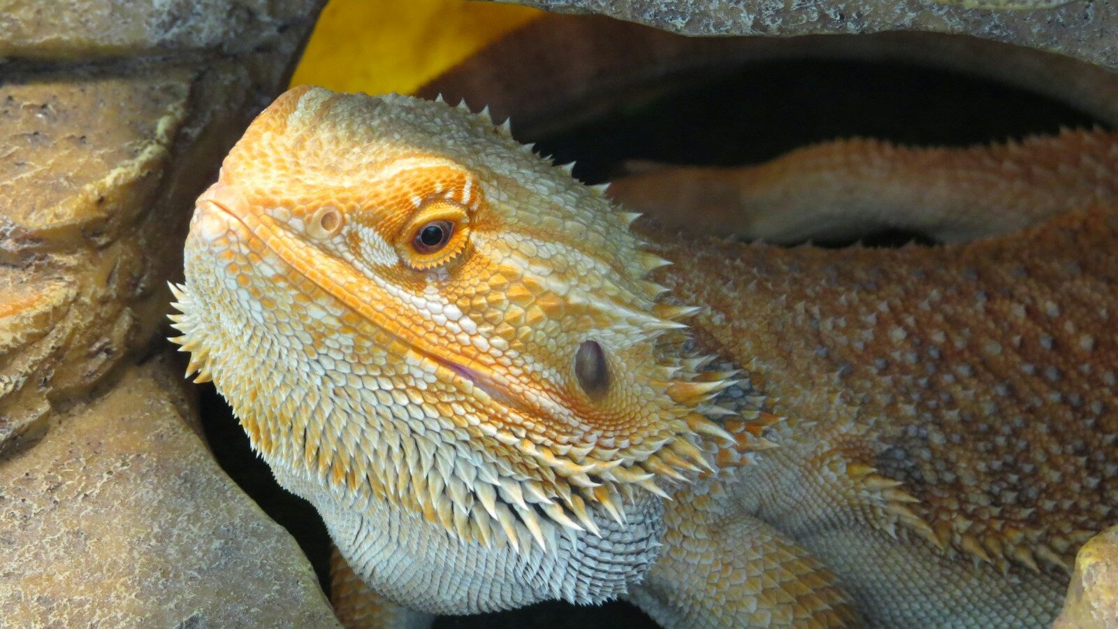 a close up of a lizard in a cave