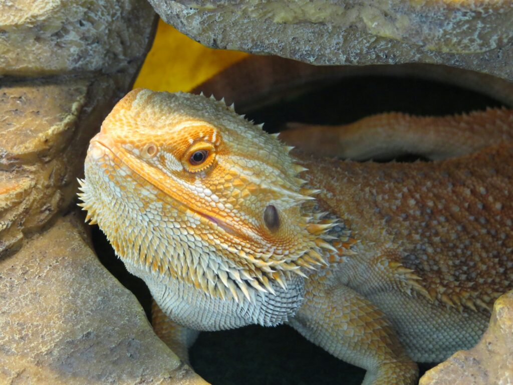 a close up of a lizard in a cave