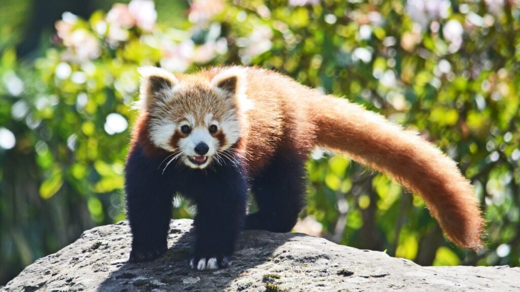 A red panda with reddish-brown fur, a long tail, and black legs standing on a rock.