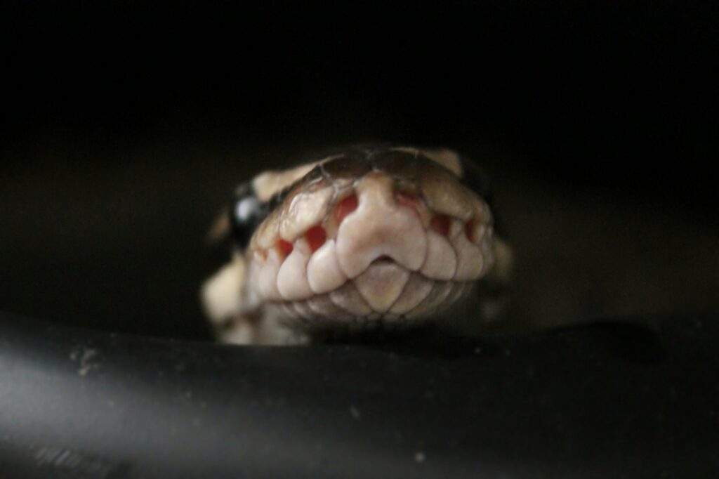 brown snake
