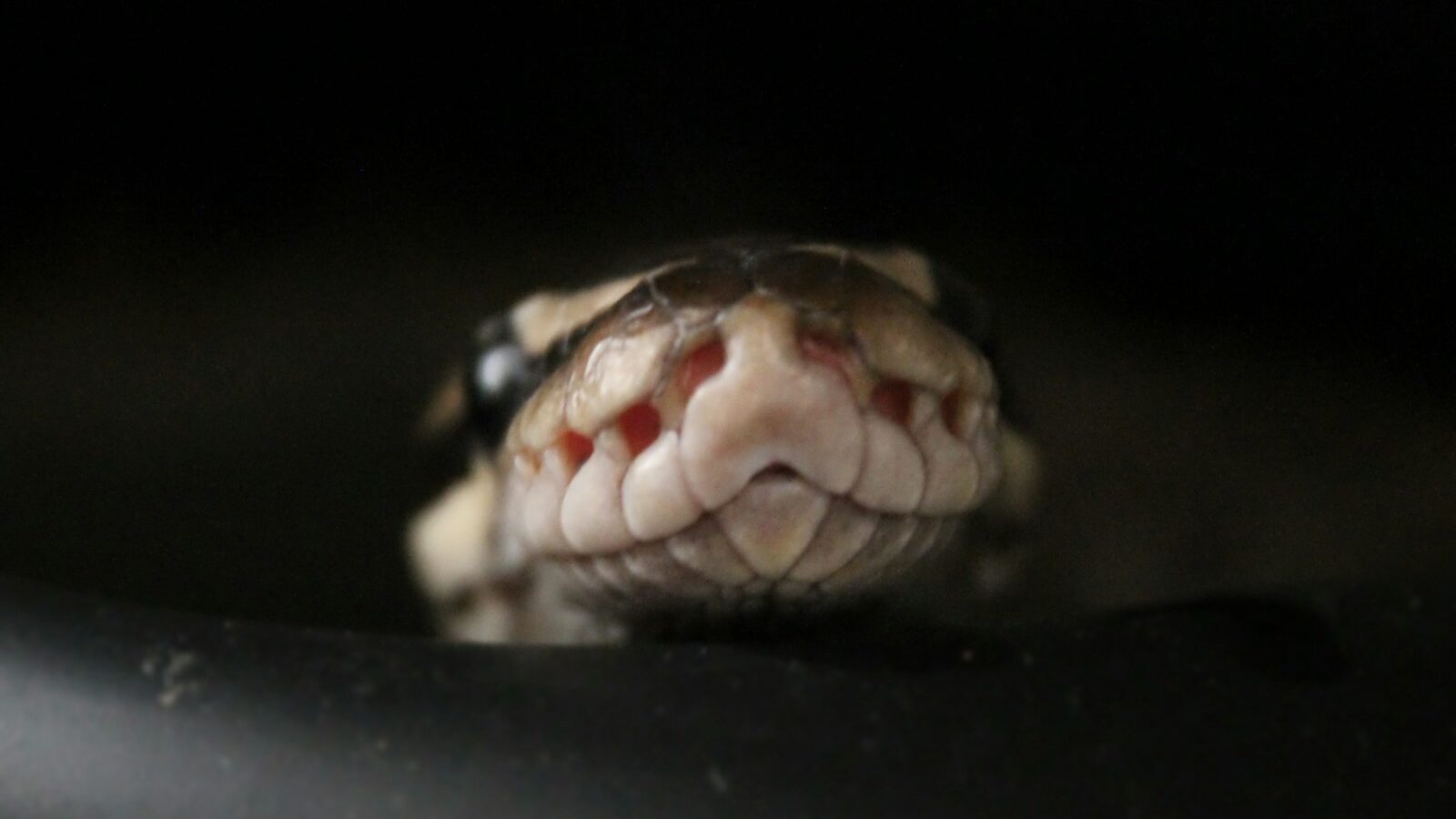 brown snake